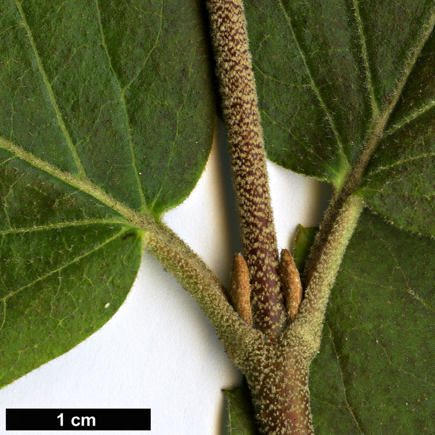 High resolution image: Family: Adoxaceae - Genus: Viburnum - Taxon: ×carlcephalum (V.carlesii × V.macrocephalum)